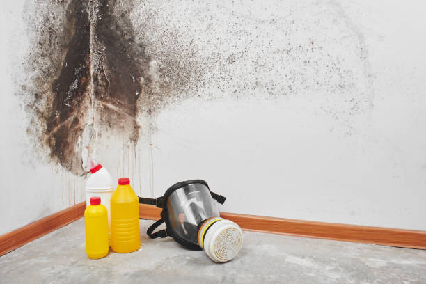Professional Mold Removal in West Menlo Park, CA