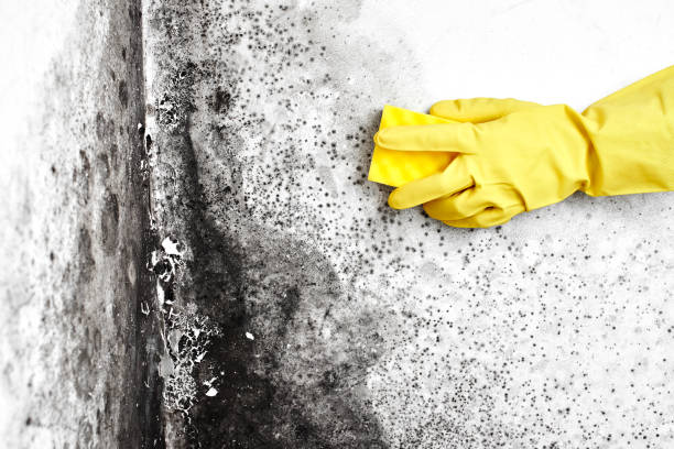 Best Mold Removal Company Near Me  in West Menlo Park, CA