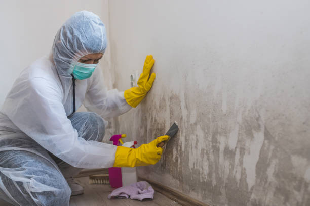 Best Local Mold Removal Service  in West Menlo Park, CA