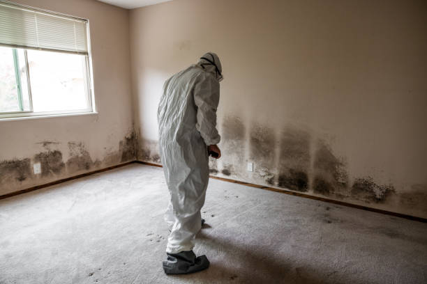 Best Attic Mold Removal  in West Menlo Park, CA