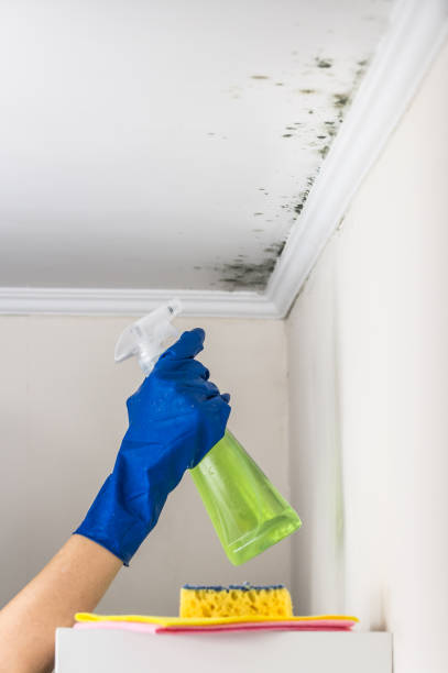 Best Commercial Mold Removal  in West Menlo Park, CA
