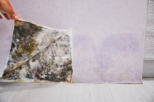 Best Residential Mold Removal  in West Menlo Park, CA